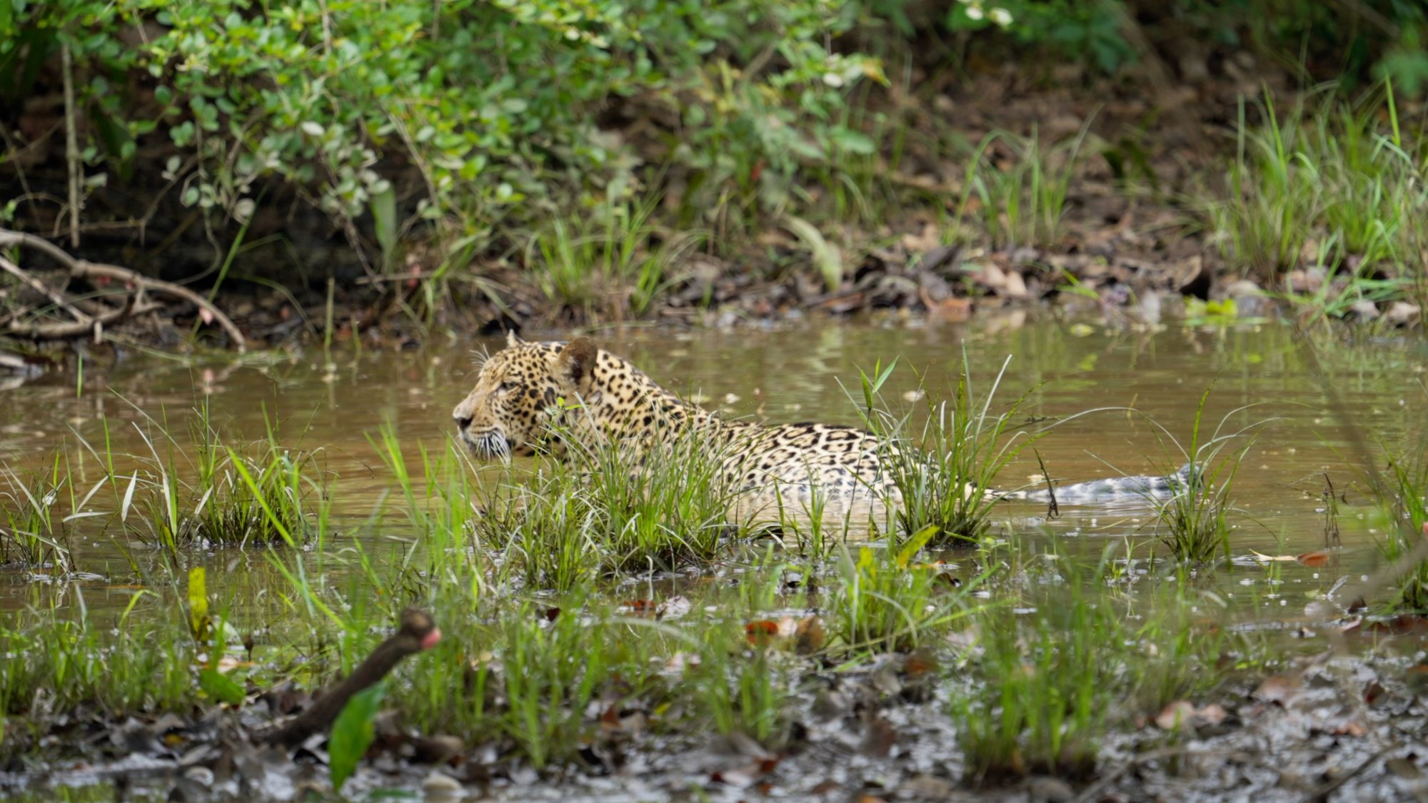 Jaguar cub takes a refreshing dip – Pantanal, Brazil 2022