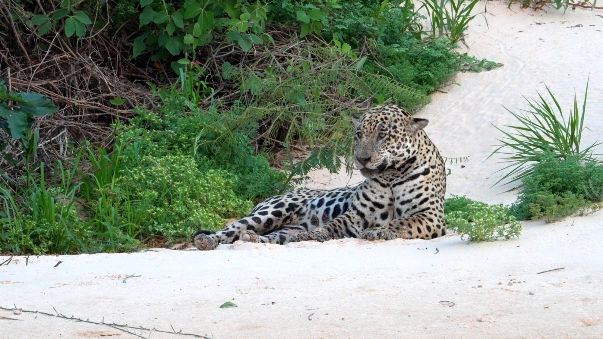 Jaguar on the sand bank – Pantanal, Brazil 2022
