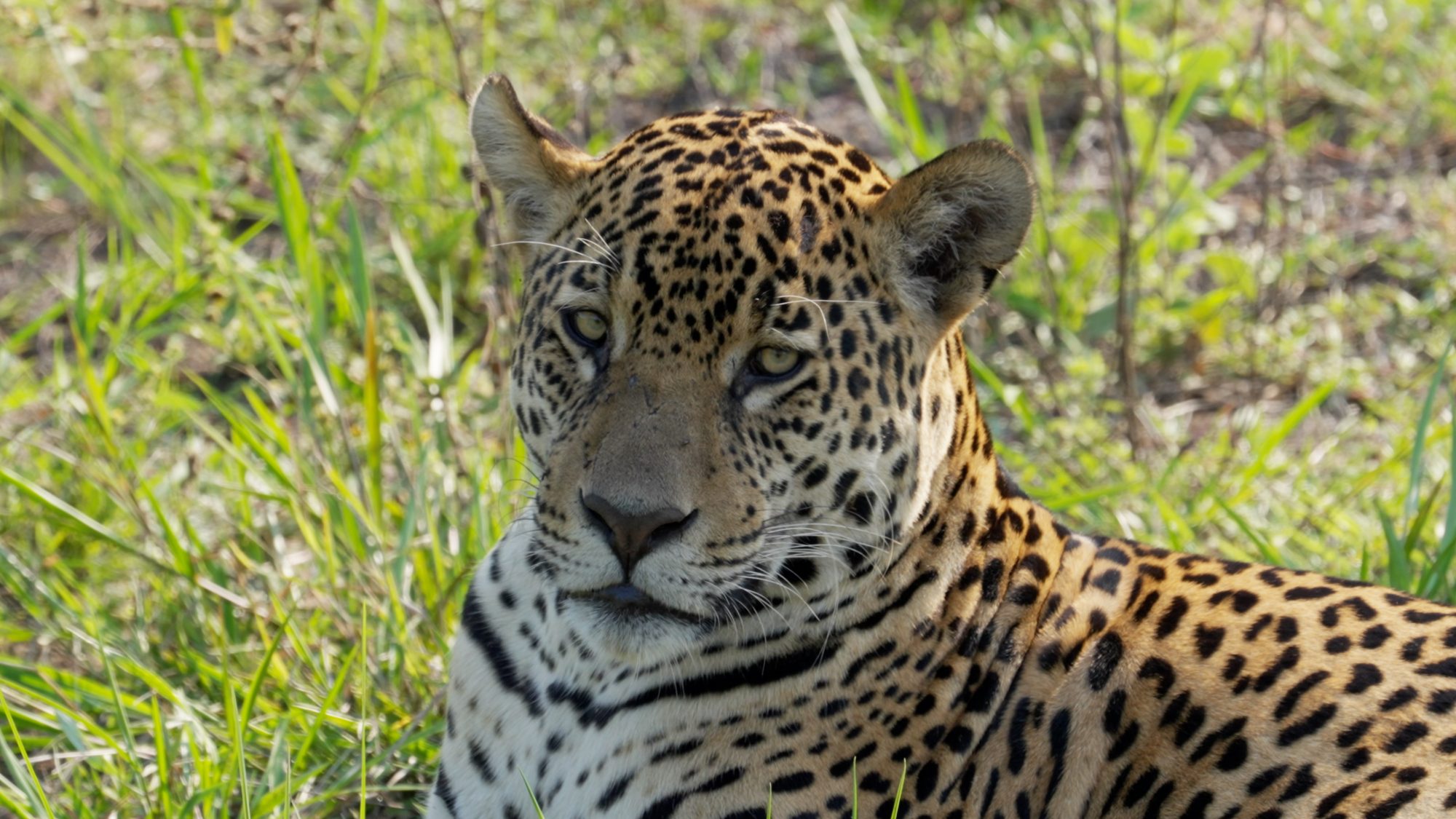 Male Jaguar – Pantanal, Brazil 2022