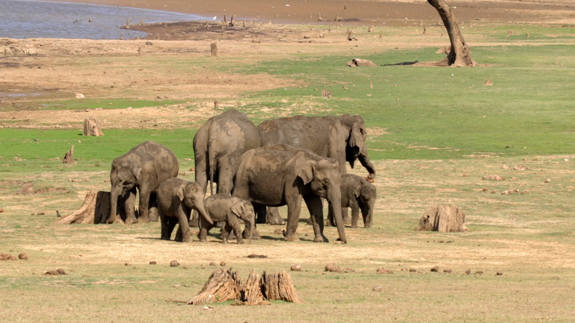 Asian Elephants near the Kabini River – India 2023