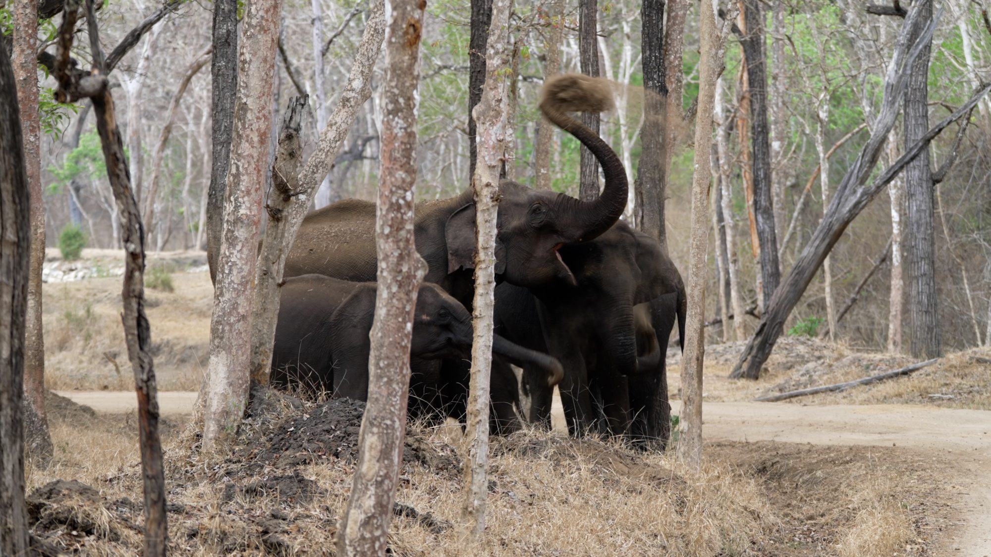 Asian Elephants enjoy a dust bath – India 2023