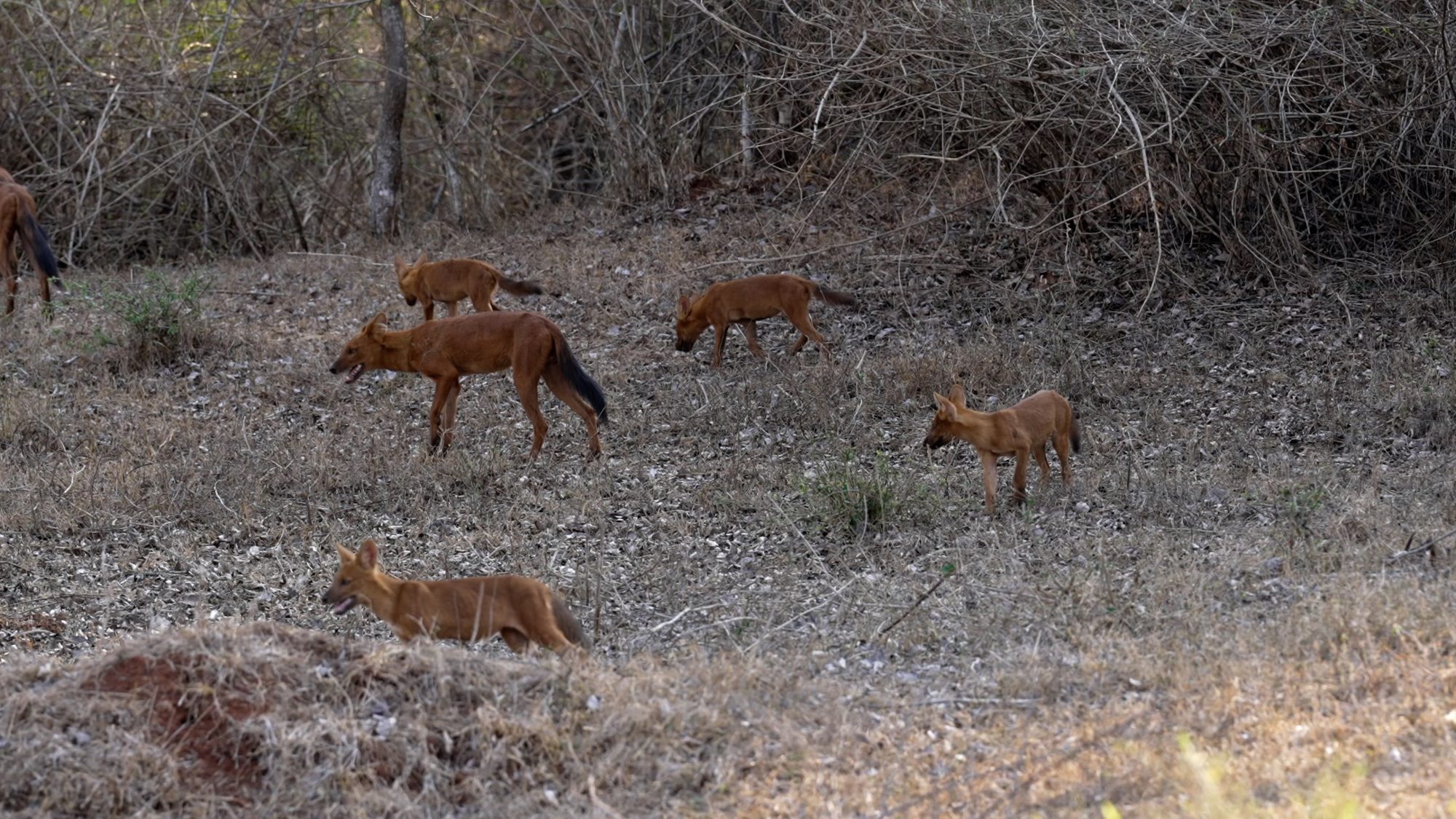 Indian wild dogs (Dhole) on the move – India 2023