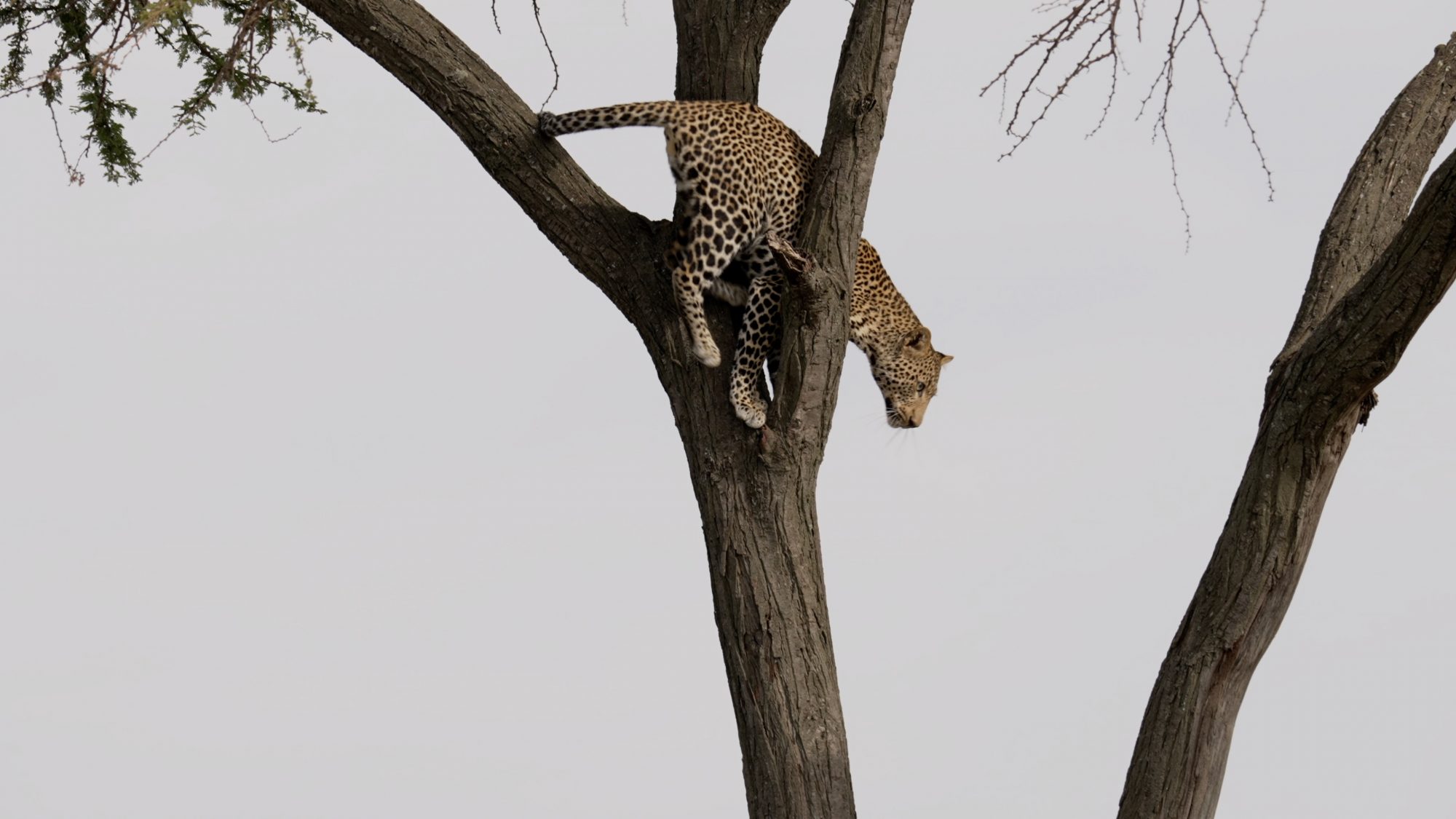 Leopard in a tree with a kill – Maasai Mara 2023