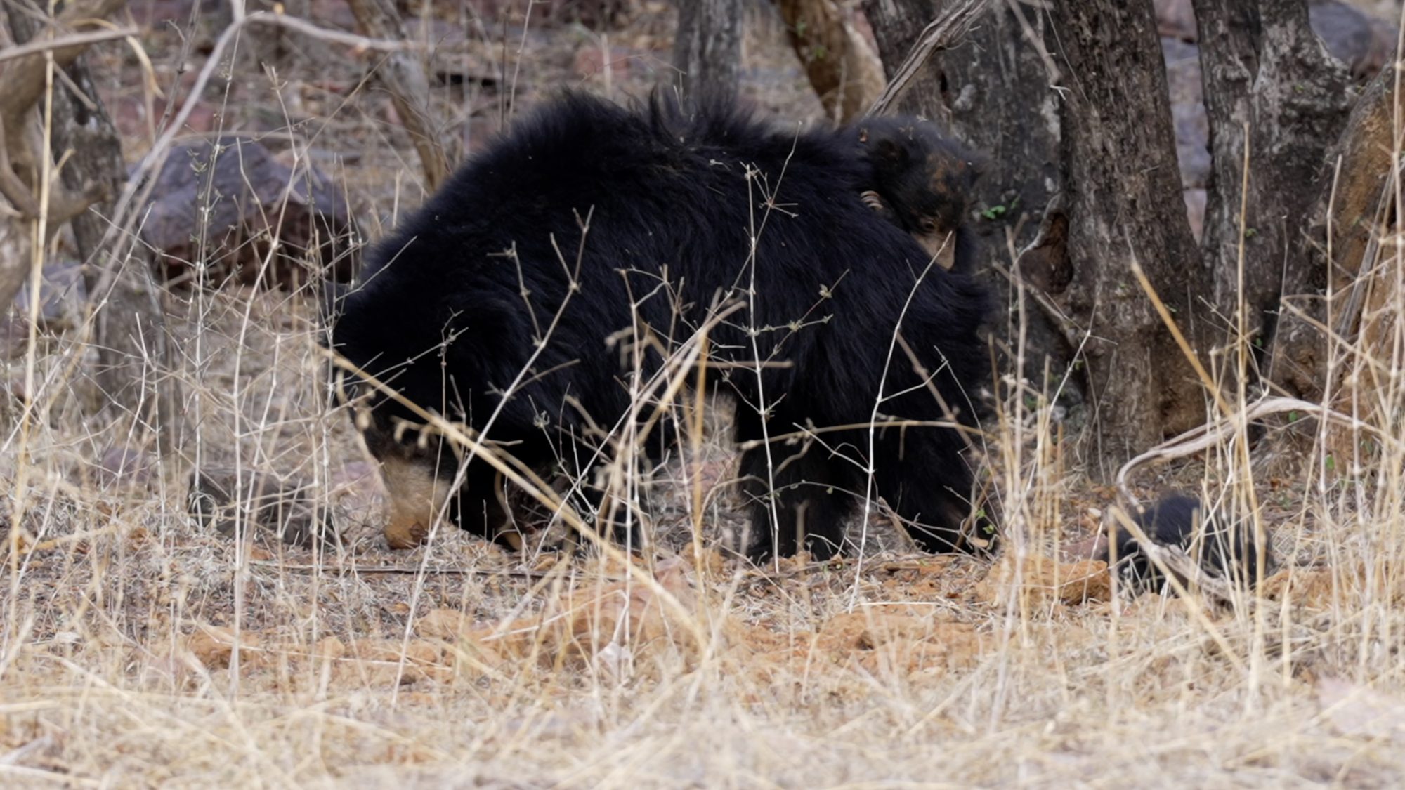Sloth bear with her cubs – India 2023