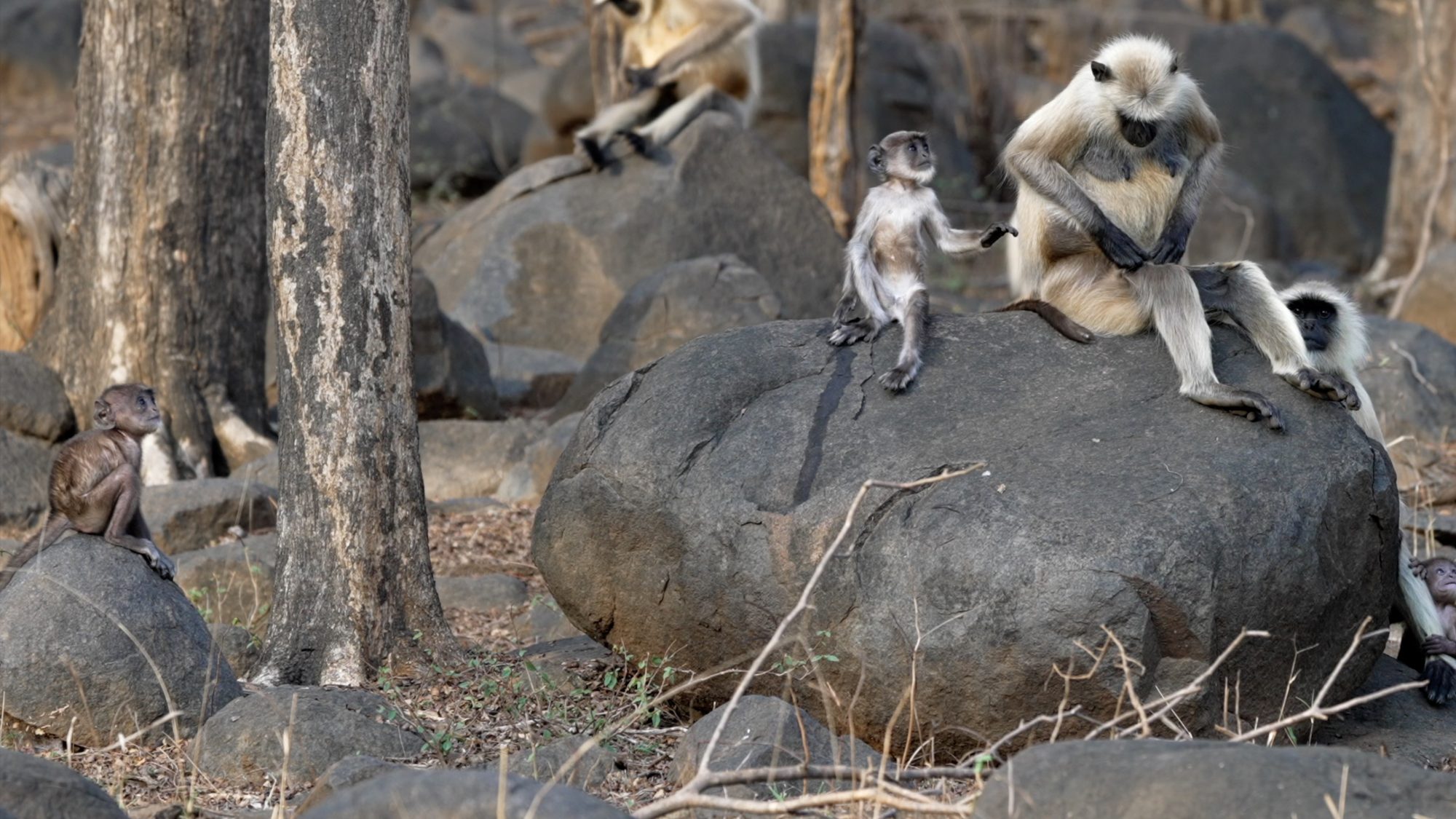 Monkeys fool around: young Langurs have fun – India 2023