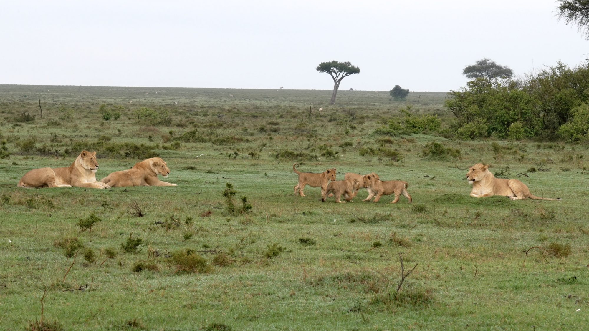 With a pride of lions – Maasai Mara 2023