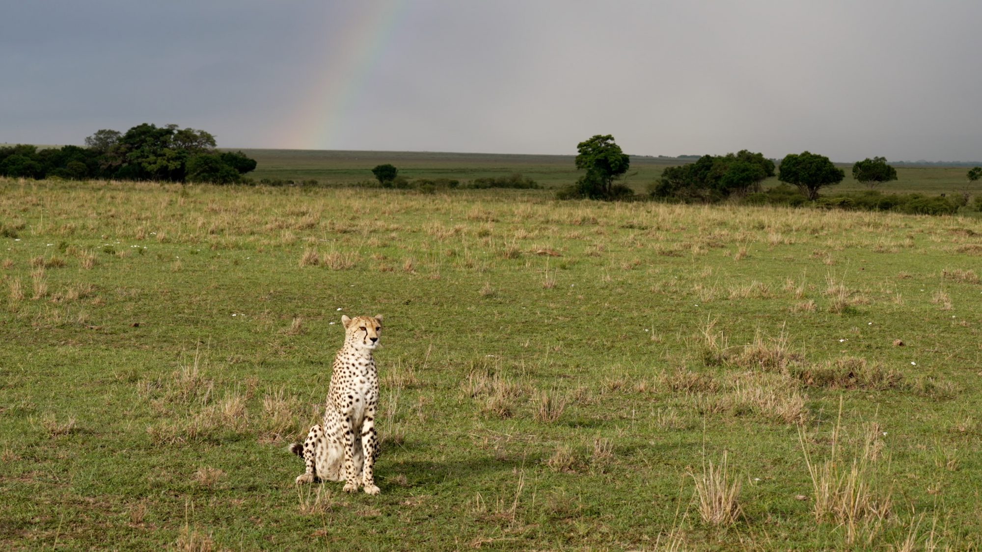 Cheetah and a rainbow – Maasai Mara 2023