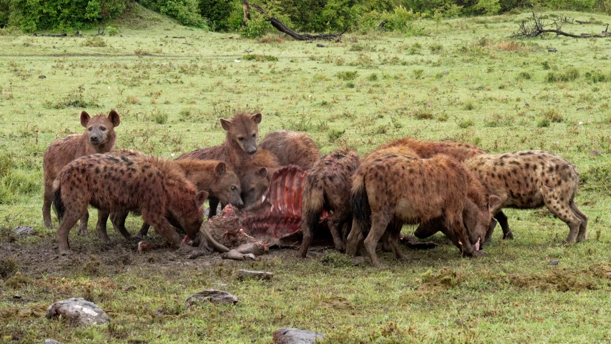 Hyenas on a Wildebeest kill – Maasai Mara 2023