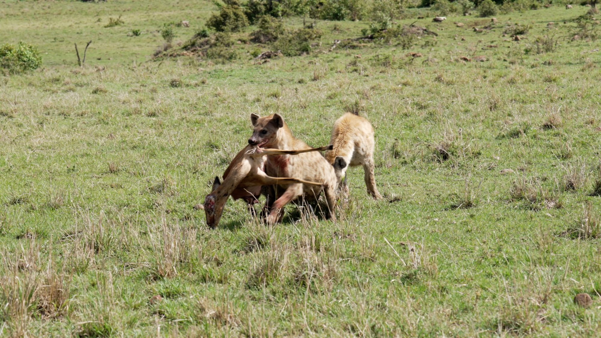 Hyenas on an Impala calf kill – Maasai Mara 2023