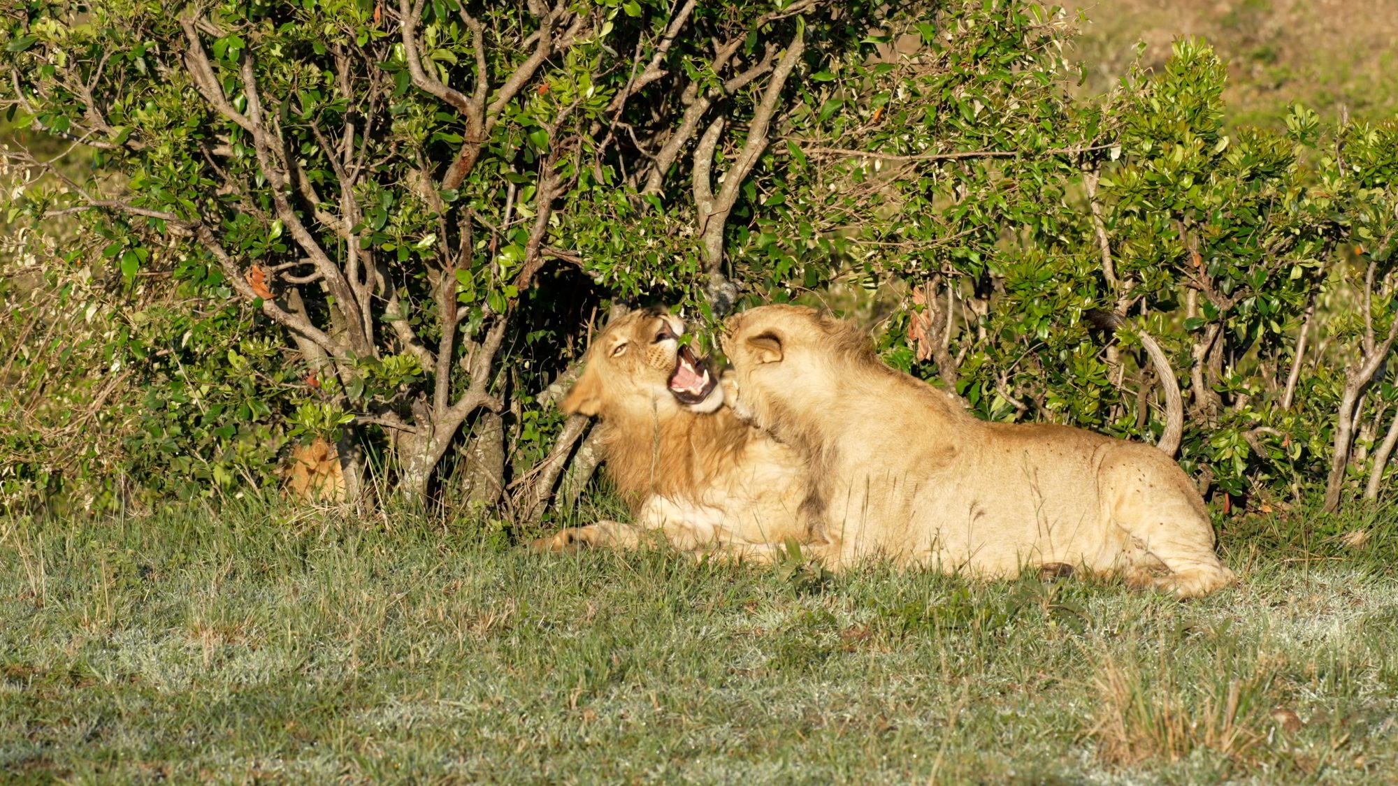 Juvenile Lions at play – Maasai Mara 2023