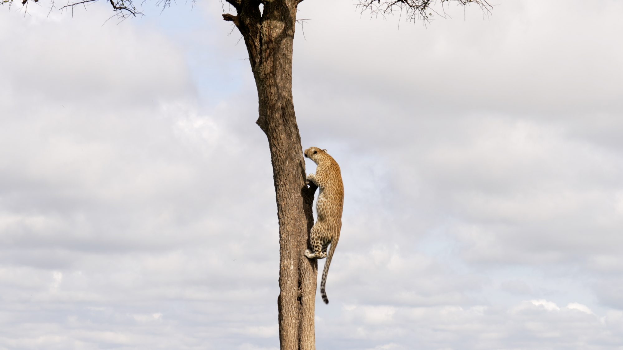 Leopard retrieves a Thompson’s Gazelle kill from high in a tree – Maasai Mara 2023
