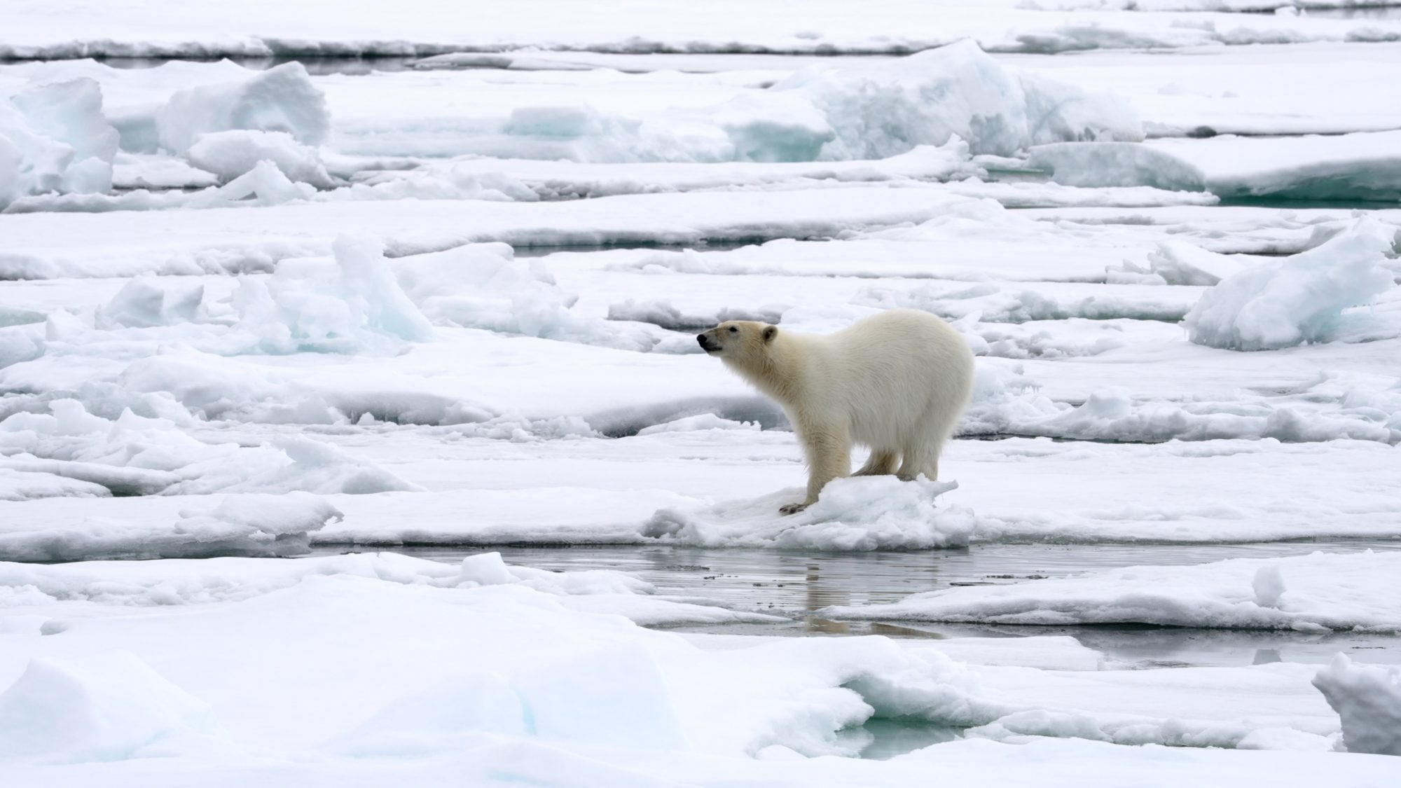 Polar Bear explores the pack ice – Svalbard 2023