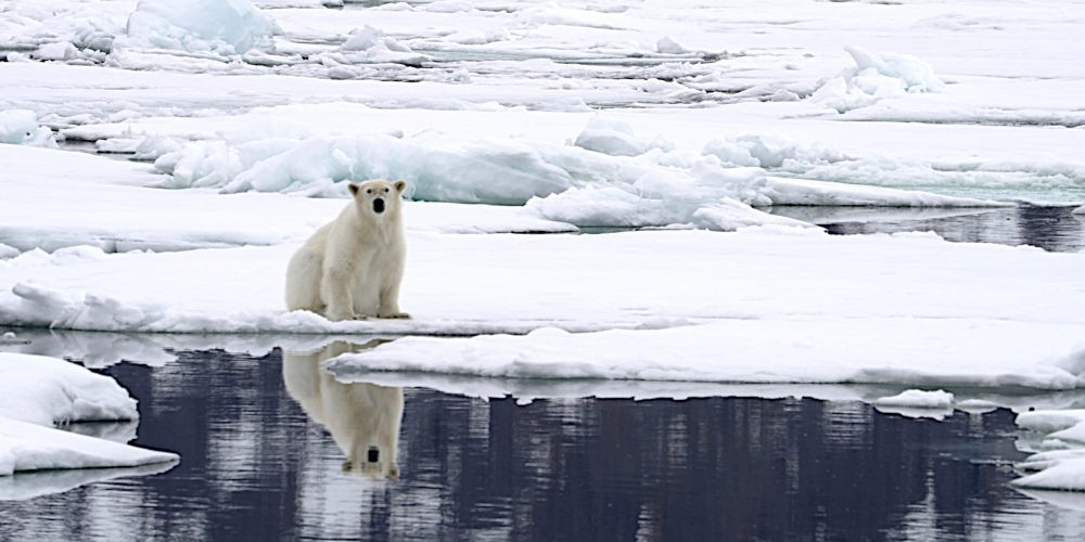 Reflections on The Bear