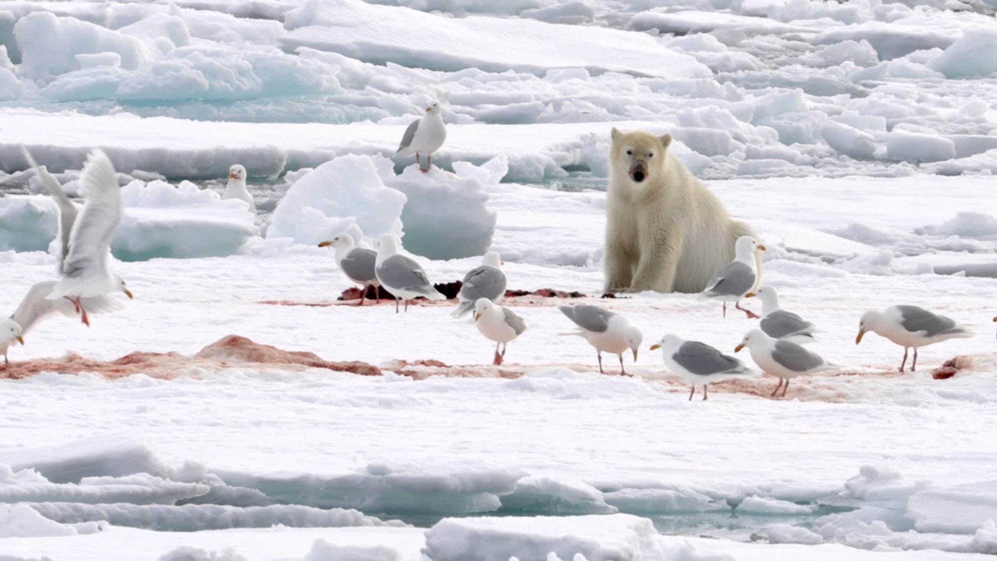 Polar Bear on a seal kill – Svalbard 2023