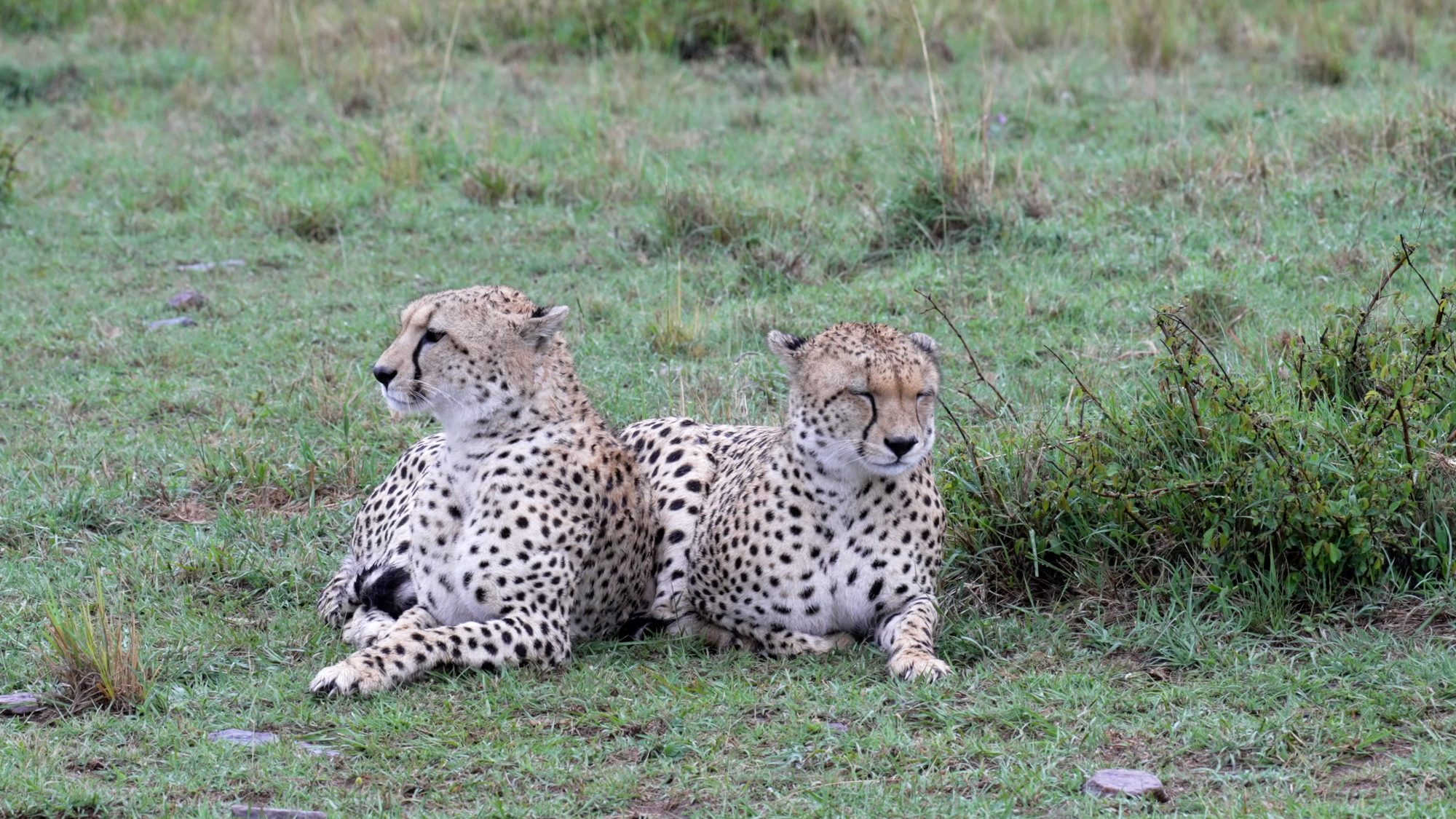 Two Cheetah brothers in the rain – Maasai Mara 2023