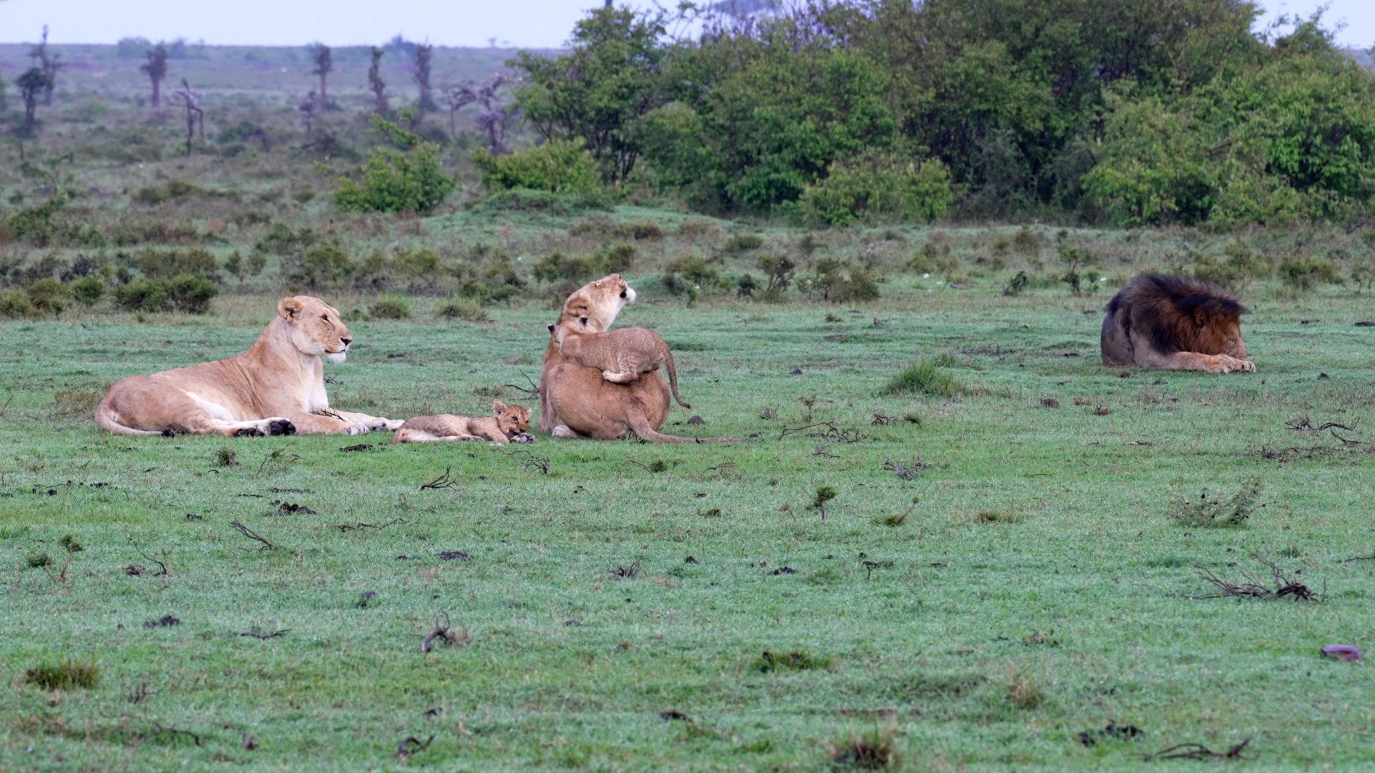 With a pride of Lions: cubs play with lionesses; lionesses play with cubs – Maasai Mara 2023