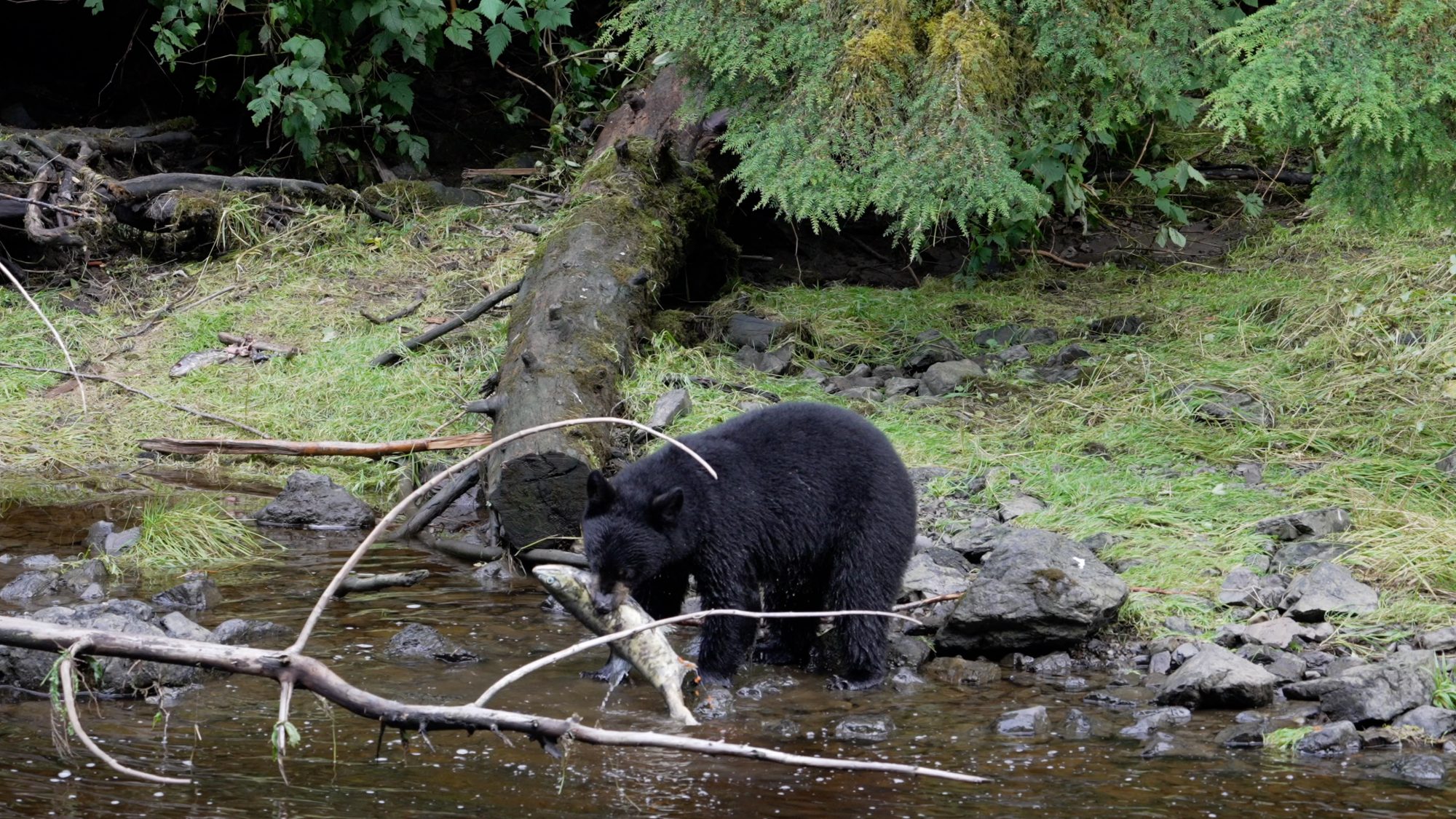 Black Bear fishing – Alaska 2023
