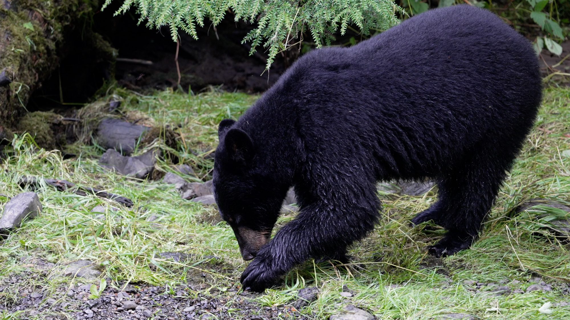 Black Bear scavenging along the river bank – Alaska 2023