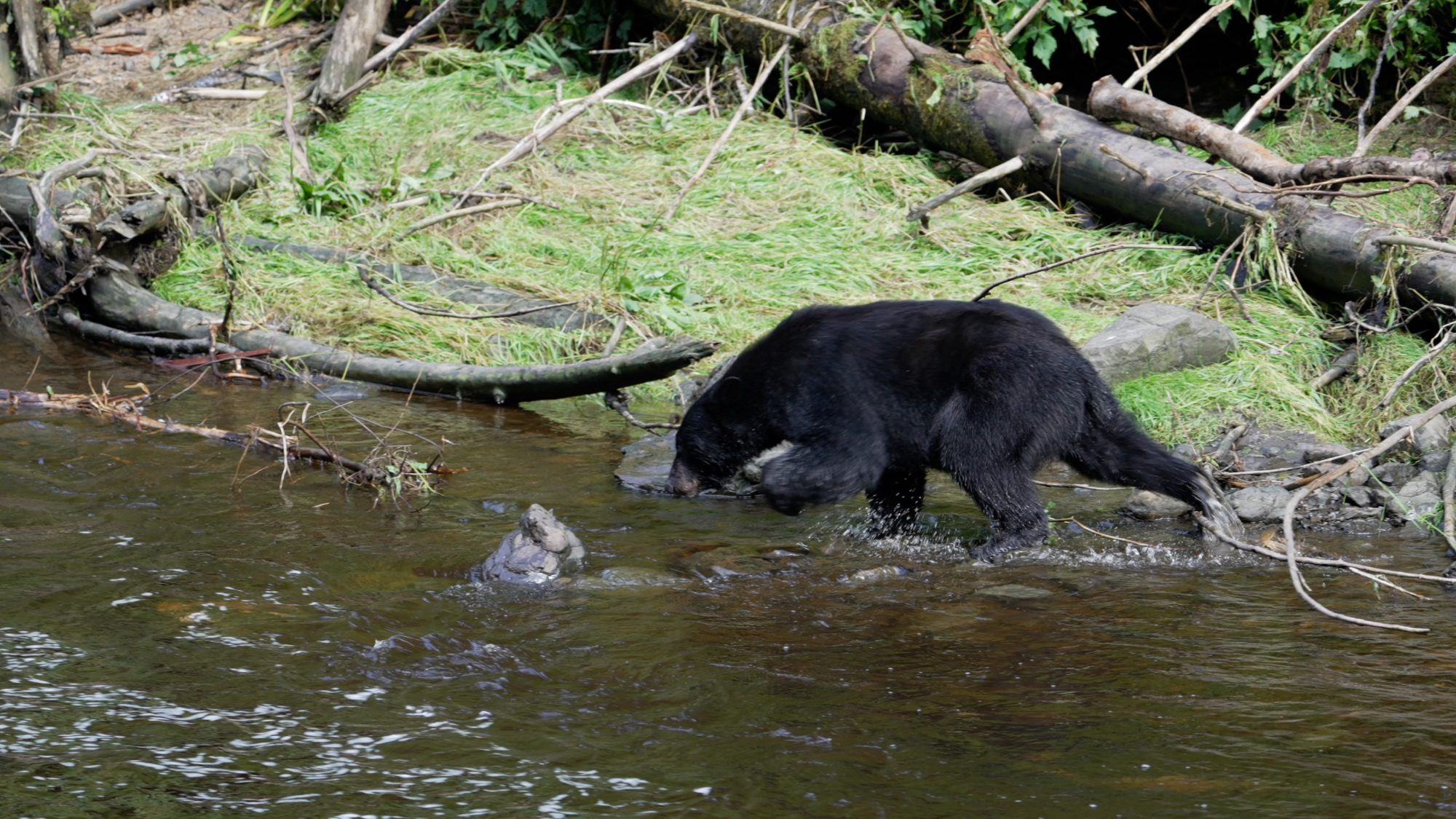 Black Bears go fishing – Alaska 2023