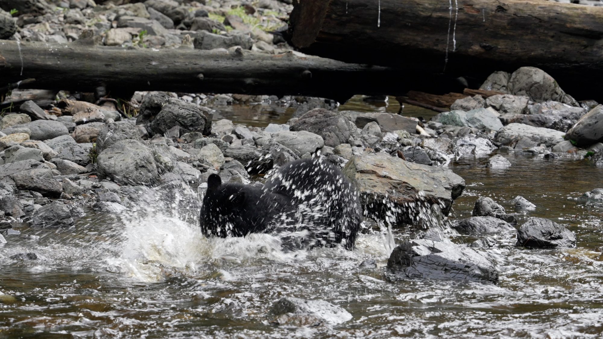 Fishing Black Bears – Alaska 2023