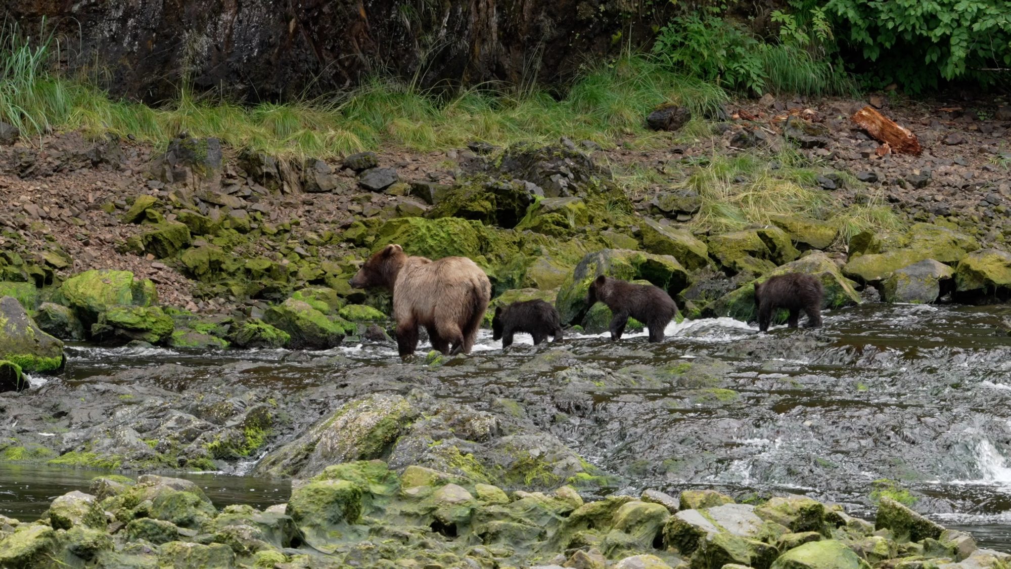 Grizzly Bear and her three cubs – Alaska 2023