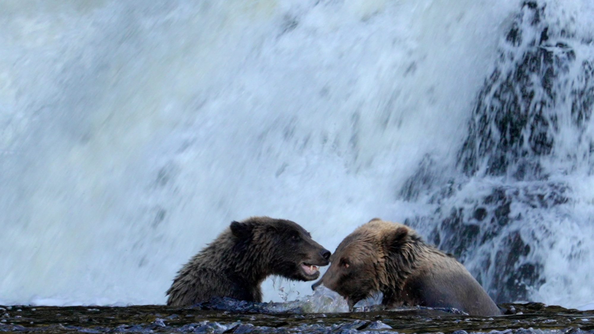 Grizzly Bears sparring at the waterfall – Alaska 2023