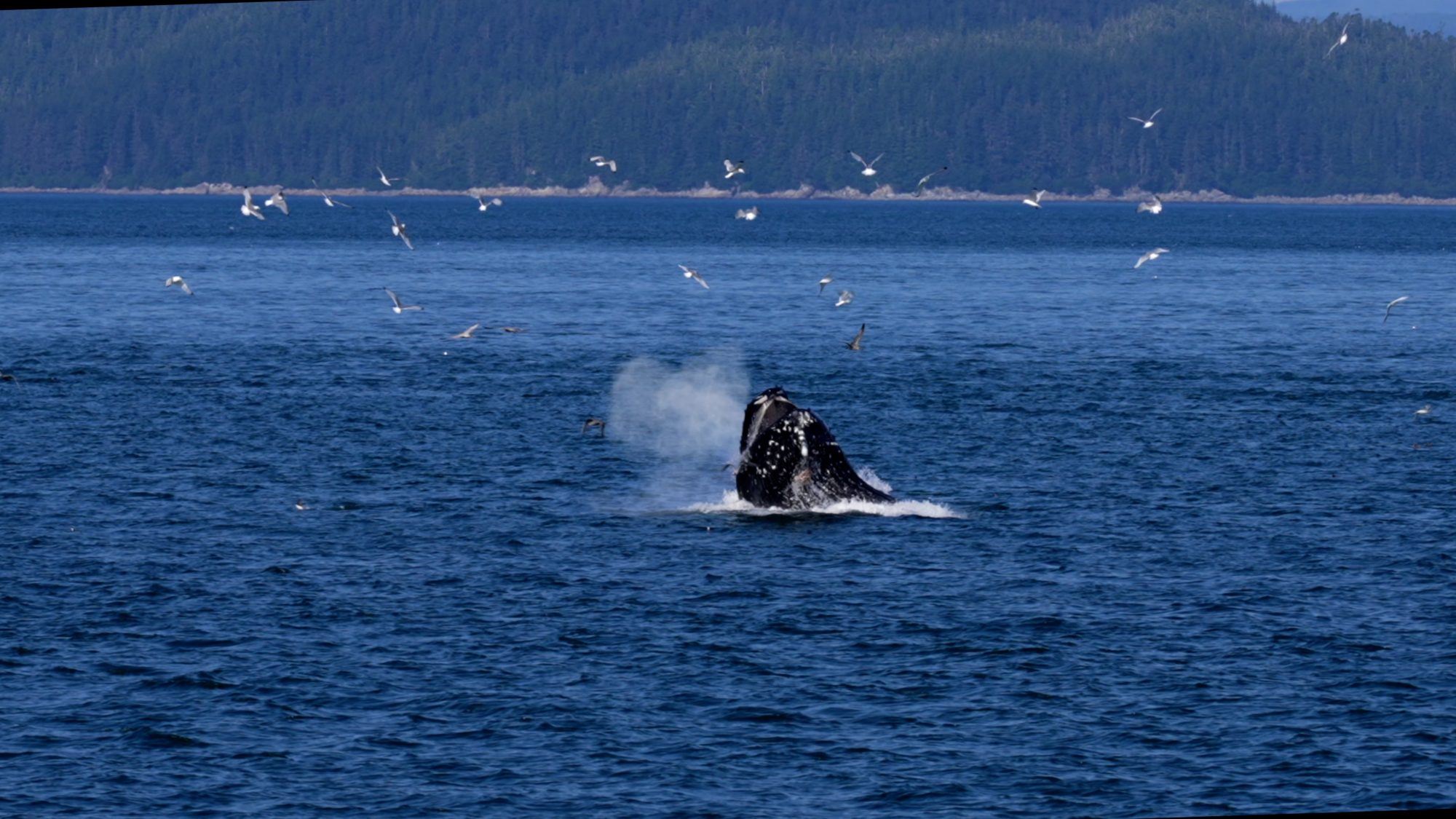 Lunge-feeding Humpback whales – Alaska 2023