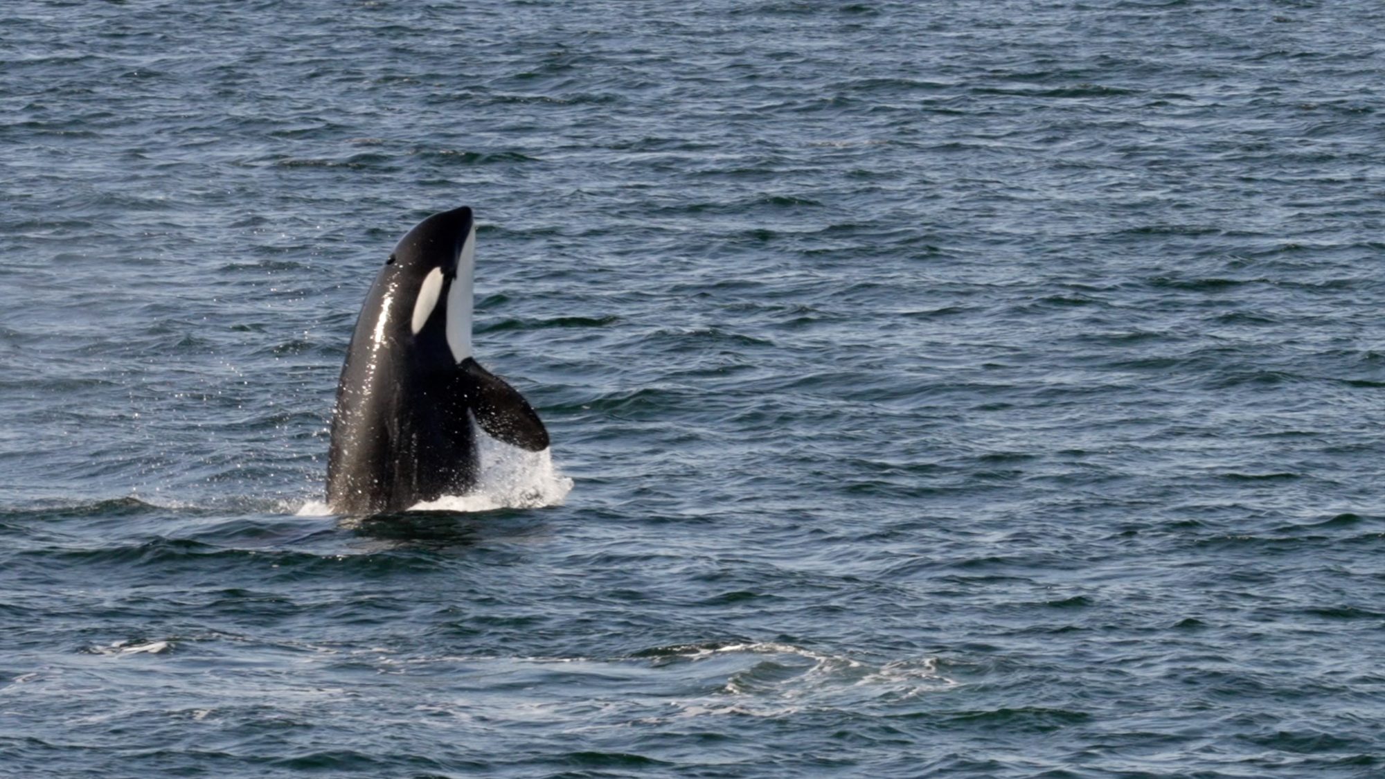 Orca: Killer Whales of Alaska – 2023