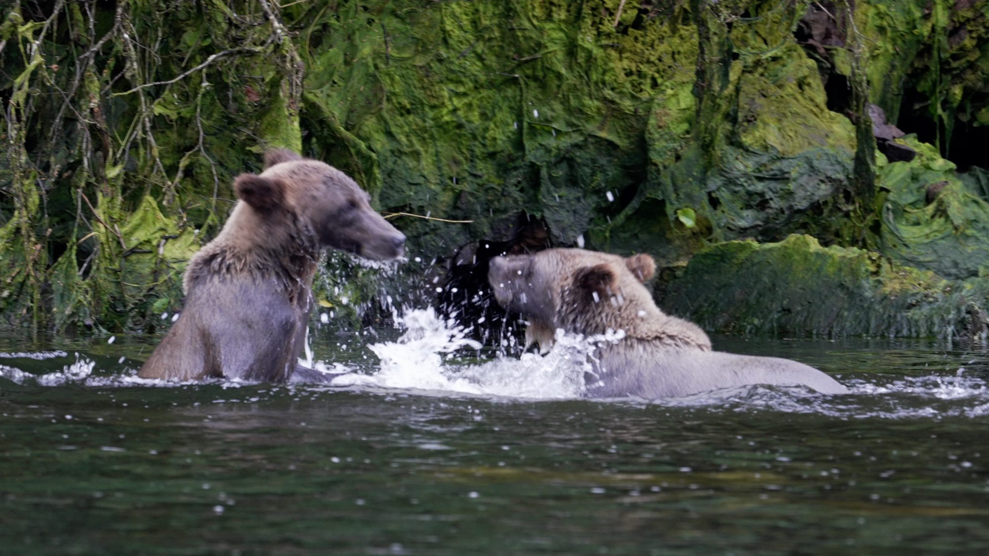 Sparring Grizzly Bears in the river- Alaska 2023