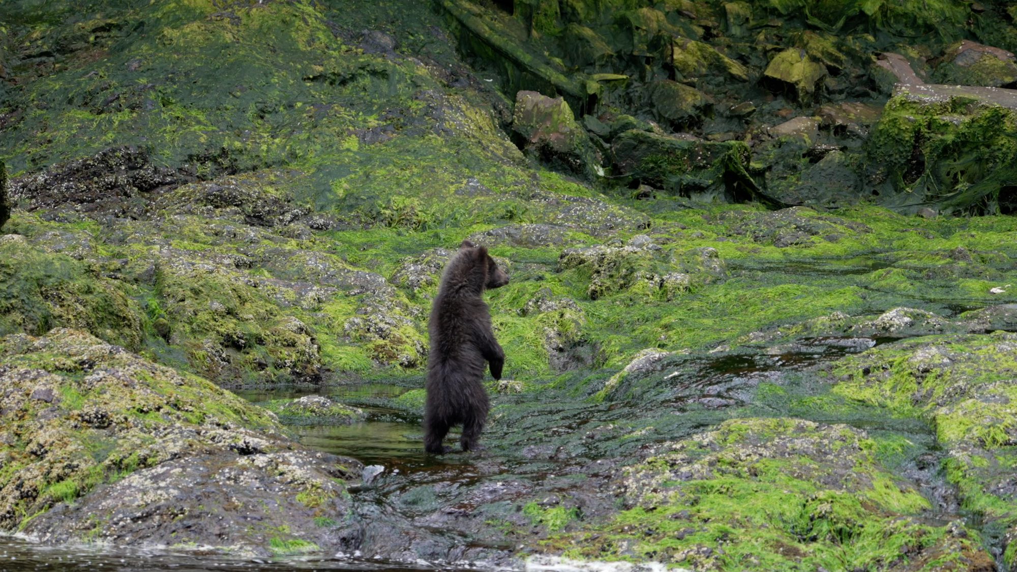 Three very wary Grizzly Bear cubs – Alaska 2023