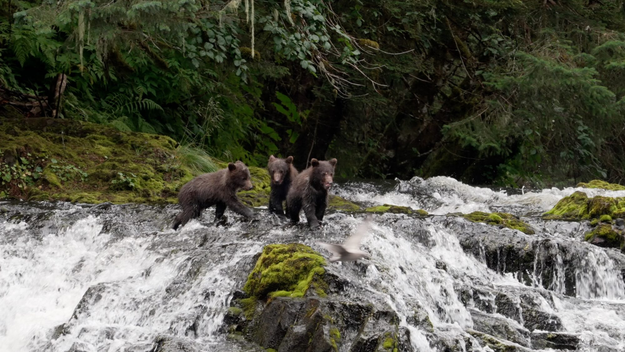 Three young Grizzly Bear cubs explore a waterfall – Alaska 2023