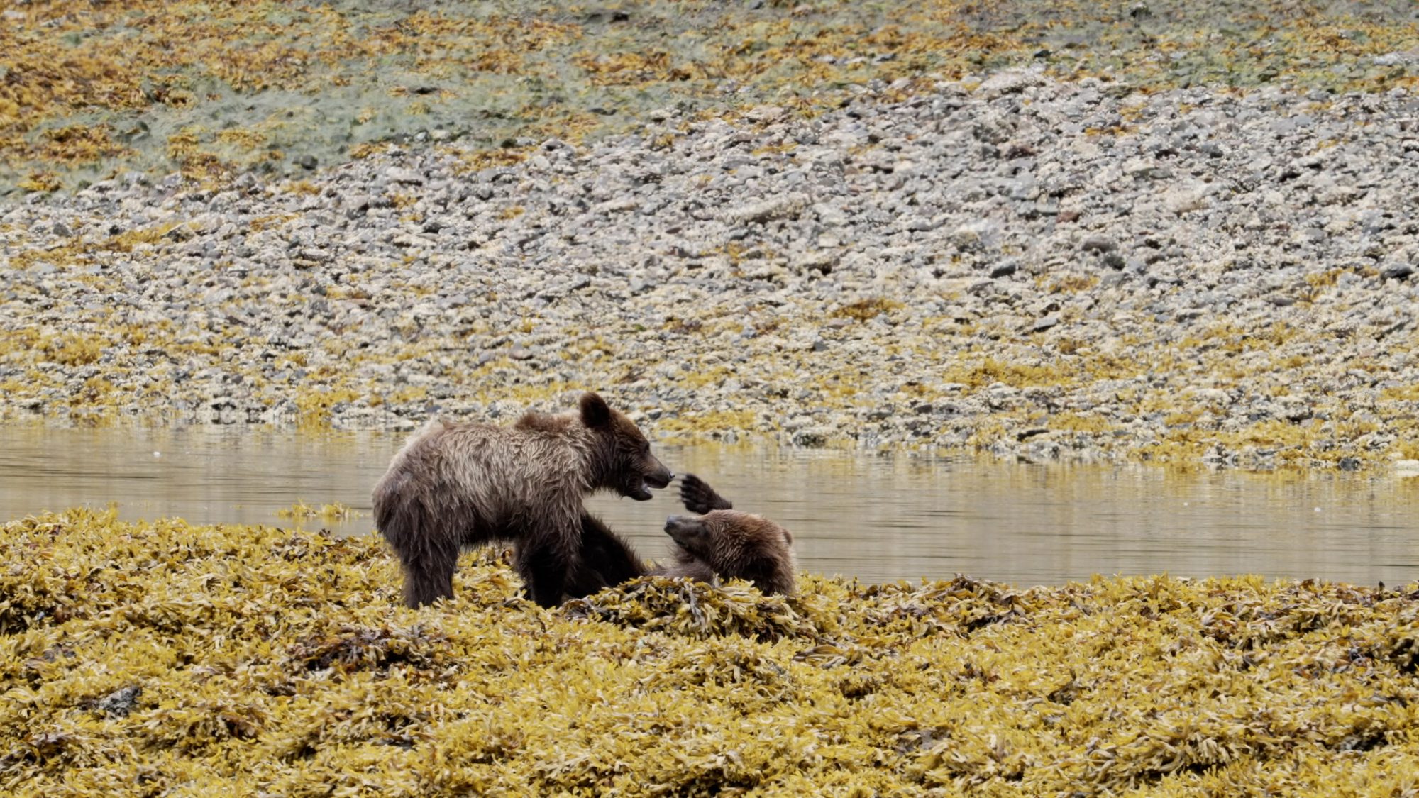 Two year old Grizzly Bears at play – Alaska 2023