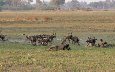 Playtime for African Wild Dog puppies – Botswana 2023