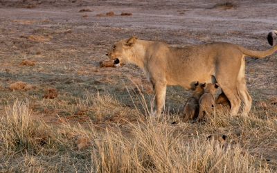 Feeding time for four tiny lion cubs – Botswana 2023