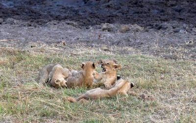 Four tiny lion cubs have fun – Botswana 2023