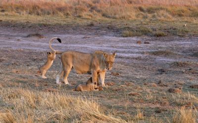 Lion cubs play with mum’s tail – Botswana 2023