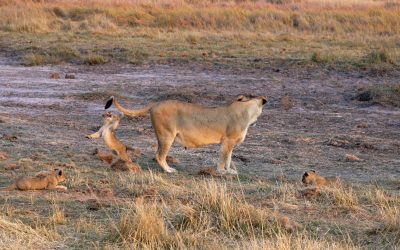 Lioness with her four tiny cubs – Botswana 2023