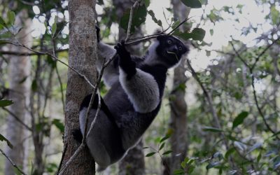 Madagascar’s iconic lemur: the Indri – Madagascar 2023