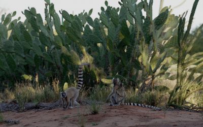 Ring-tailed Lemurs on the move – Madagascar 2023