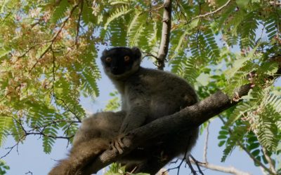 Brown Lemurs – Madagascar 2023