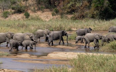 Elephants cross Sand River – South Africa 2023