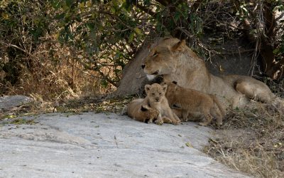 Lioness and her three cubs – South Africa 2023