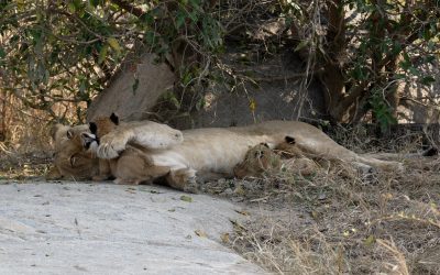 Lioness with three very young cubs – South Africa 2023