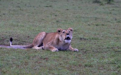 A Lioness roars – Maasai Mara 2024