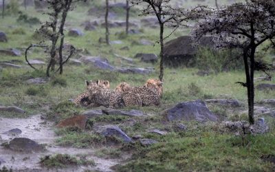 Cheetah and her young cubs in the pouring rain – Maasai Mara 2024
