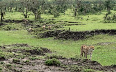 Cheetah and her cubs search for prey – Maasai Mara 2024
