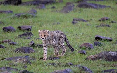 Cheetah and her six month old cubs – Maasai Mara 2024