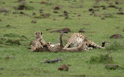 Cheetah cubs love to play – Maasai Mara 2024