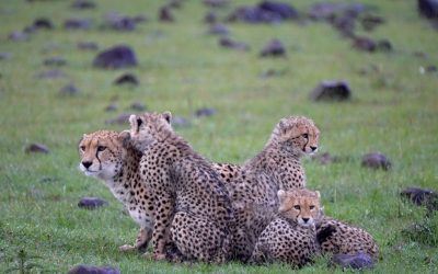 Cheetah family huddle together – Maasai Mara 2024