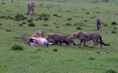 Cheetah family on an Impala kill – Maasai Mara 2024